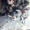   fire dart fish  